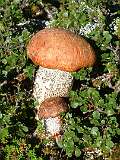 61: 1_DSCF0125
