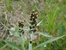 315: 2_DSCF0525
