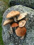 376: 2_DSCF0638