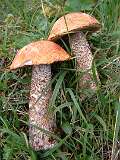 421: 2_DSCF0737