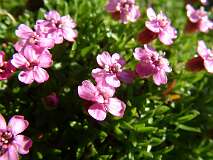469: 2_DSCF0810