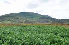 442: DSC_0593