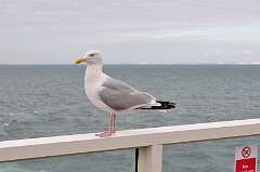 477: DSC_0632