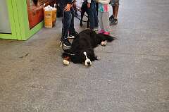 131: DSC_0335