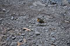 251: DSC_0461