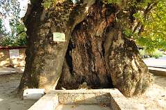 88: DSC_0125