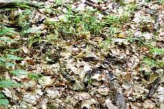 164: DSC_0727