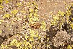 263: DSC_1954