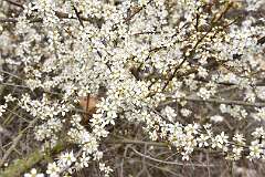 14: DSC_2951
