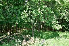 106: DSC_3627
