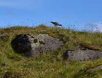 464: DSC_4469