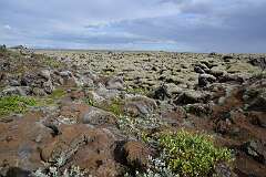 490: DSC_4504