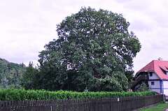 25: DSC_0031