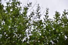 31: DSC_5064