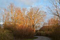 81: DSC_6405