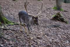 82: DSC_6497