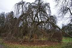 111: DSC_6526