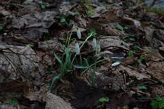 93: RX105887