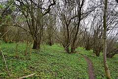 77: DSC_7071