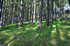 73: DSC_7177
