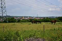 25: DSC_7295