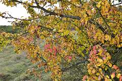 51: DSC_0719