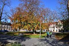 7: DSC_0731