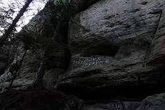 43: RX107194