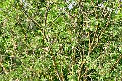 77: DSC_1188
