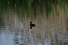 84: DSC_1197