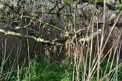 107: DSC_1226