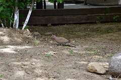 436: DSC_1706