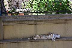 457: DSC_1729