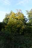 81: DSC00463